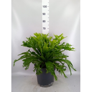 Asplenium antiquum 'Leslie'