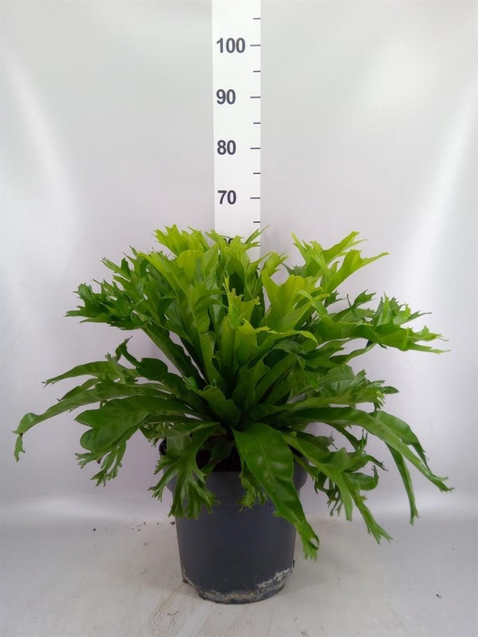 <h4>Asplenium antiquum 'Leslie'</h4>