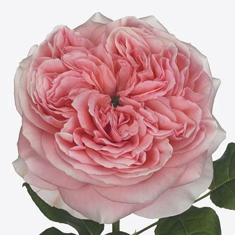 ROSA INGLESA LONDON EYE 050 CM