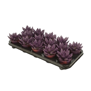 Echeveria coloured dark purple