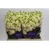 Matthiola incana StoX Yellow