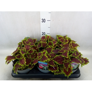 Plectranthus col. 'MSt Bourbon Str'