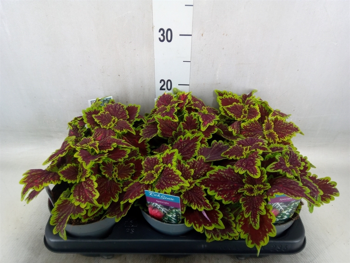 <h4>Plectranthus col. 'MSt Bourbon Str'</h4>