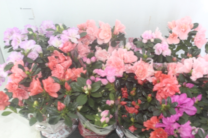 <h4>AZALEIA P14</h4>