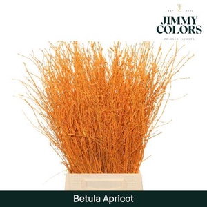 Betula L60 Apricot