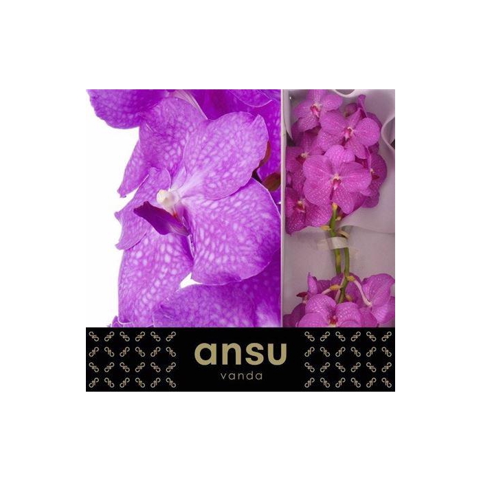 <h4>Vanda Ni Hot Pink</h4>