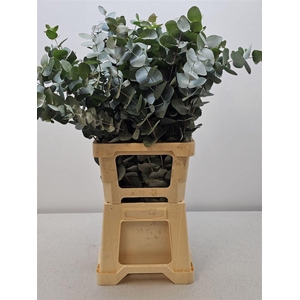 Euca Cinerea P Stem (10 Stems Per Bunch)