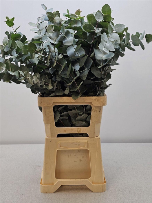 <h4>Euca Cinerea P Stem (10 Stems Per Bunch)</h4>