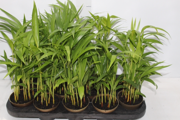 <h4>ARECA BAMBU P11</h4>