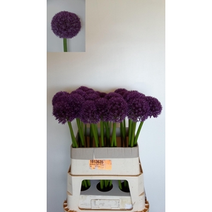 ALLIUM PINBALL WIZAR