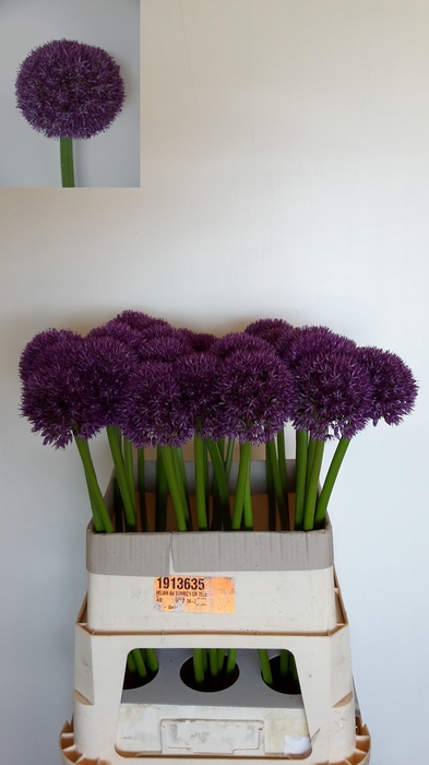 <h4>ALLIUM PINBALL WIZAR</h4>