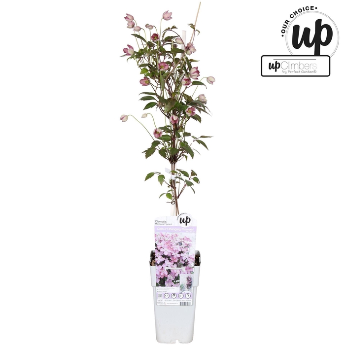 <h4>Clematis Montana</h4>