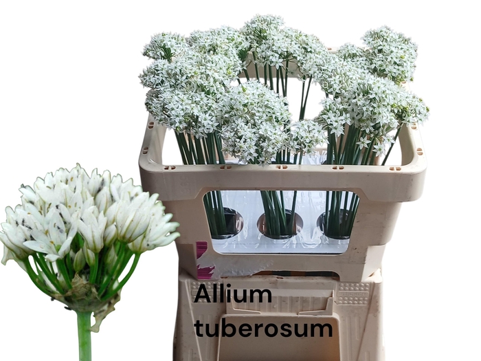 <h4>ALLIUM TUBEROSUM</h4>