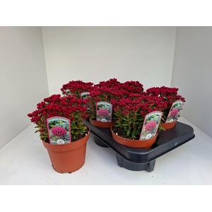 CRASS SCHMIDTII