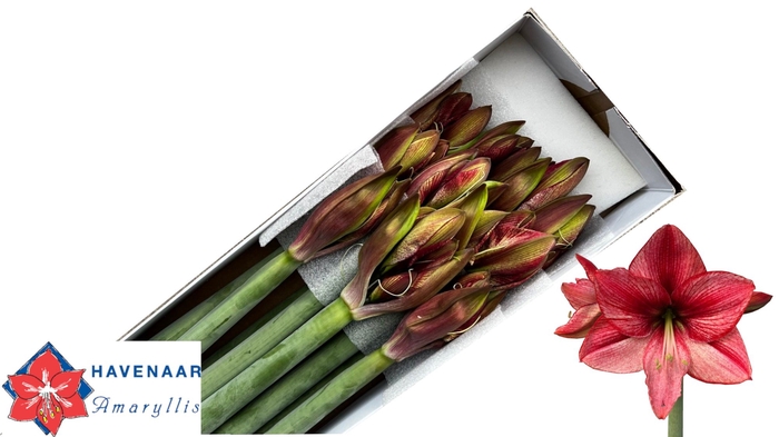 <h4>HIPP GA REVELATION</h4>