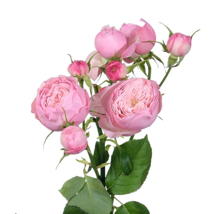 <h4>ROSA TR 'MANSFIELD PINK PARK'</h4>