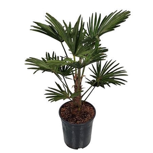 Trachycarpus Wagnerianus Nederlandse Teelt