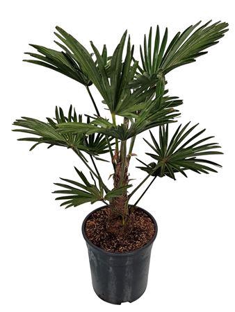 <h4>Trachycarpus Wagnerianus Nederlandse Teelt</h4>