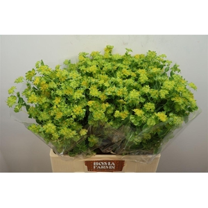 Bupleurum Rotundifol