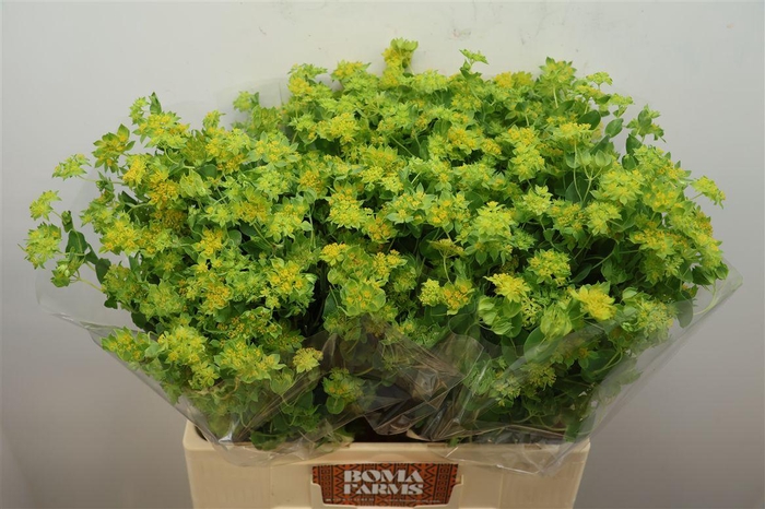 <h4>Bupleurum Rotundifol</h4>