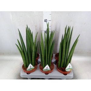 Sansevieria   ...