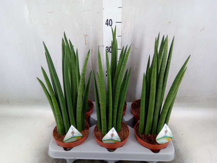 <h4>Sansevieria   ...</h4>
