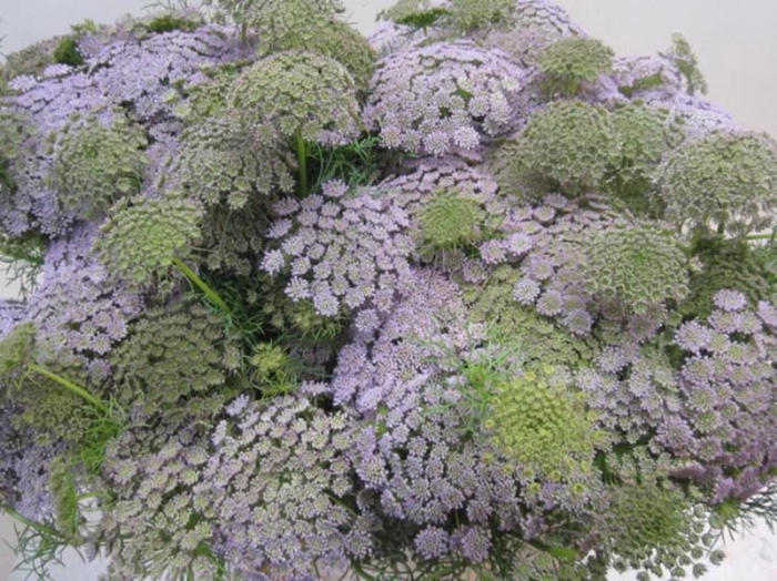 <h4>Ammi Vis Sweet Milka</h4>