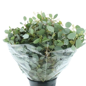 Euca Populus Berries Long 300gr