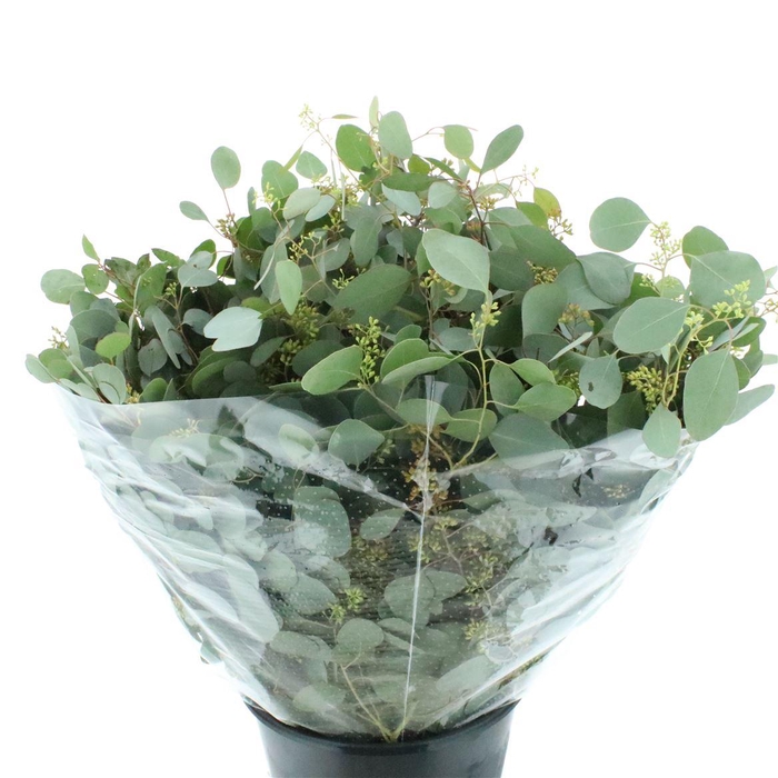 <h4>Euca Populus Berries Long 300gr</h4>