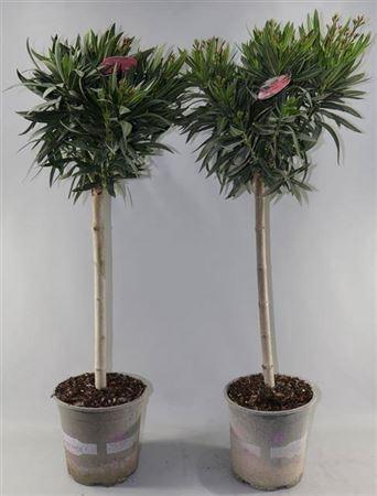 <h4>Nerium Oleander Ov Stam</h4>