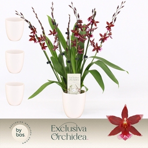 Barrocco Red, 7+ spike in Lotte White 'Exclusiva Orchidea'