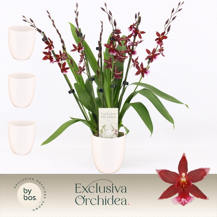 <h4>Barrocco Red, 7+ spike in Lotte White 'Exclusiva Orchidea'</h4>