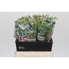 Oxypetalum Tweedia Blue