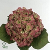 Hydr M Bodensee Cl