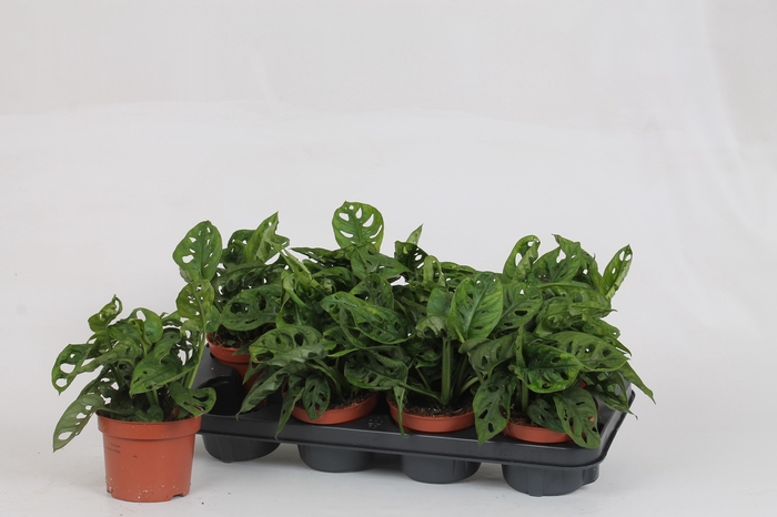 <h4>MONSTERA ADANSONII</h4>