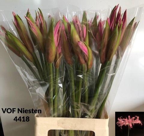 <h4>AMA BD SMILLA</h4>