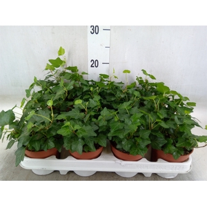 Hedera helix 'Wonder'