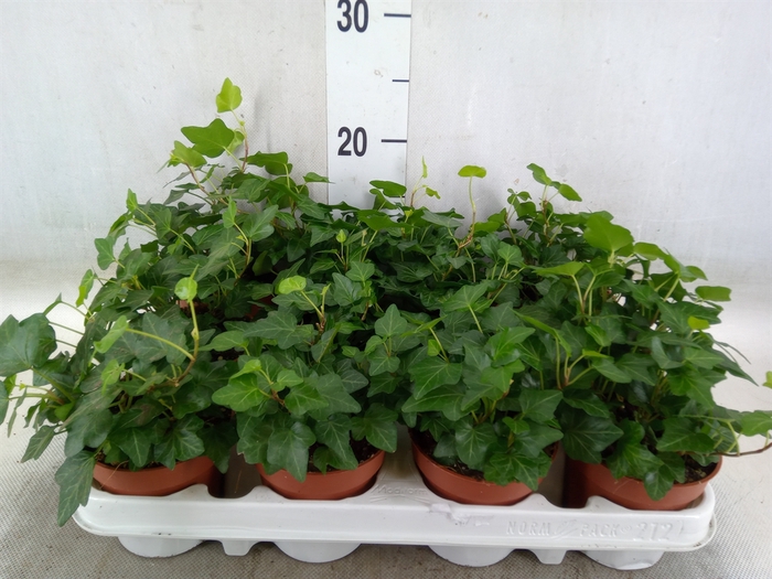 <h4>Hedera helix 'Wonder'</h4>