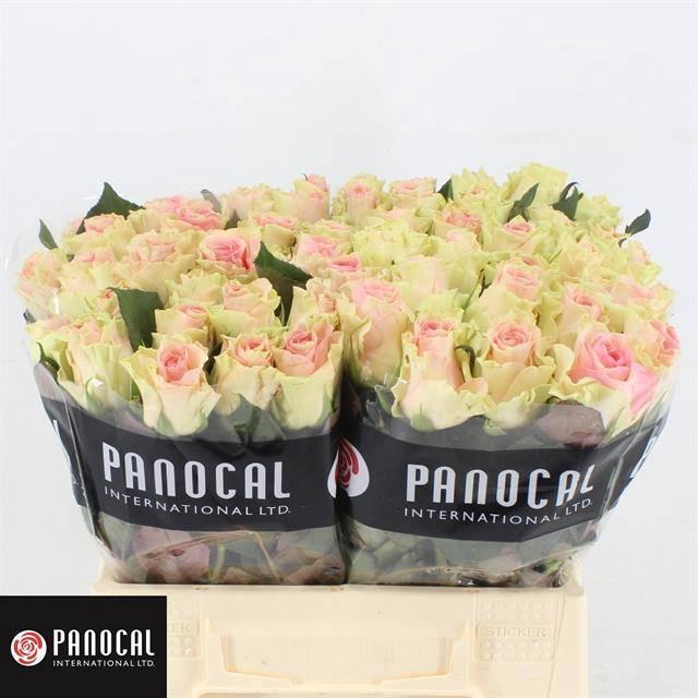 <h4>R GR TOP GEAR!</h4>