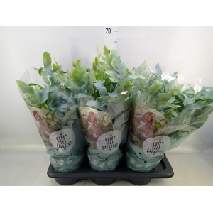 Phlebodium aureum 'Blue Star'