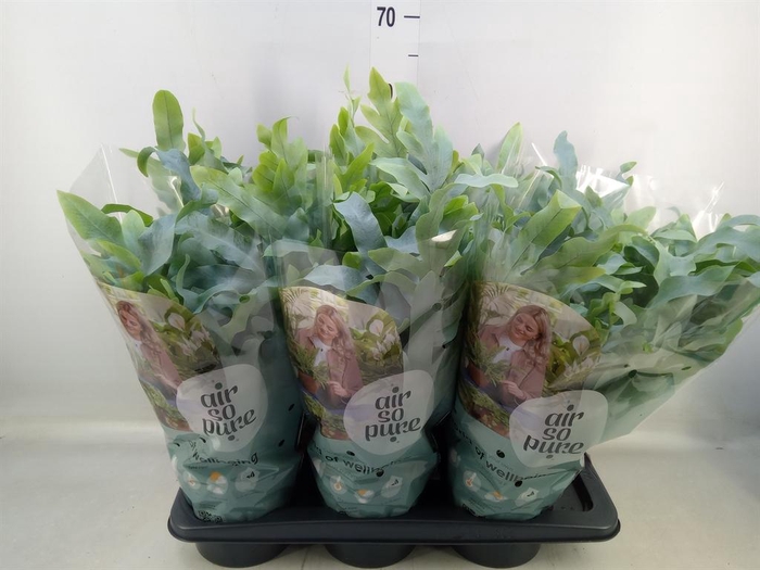 <h4>Phlebodium aureum 'Blue Star'</h4>