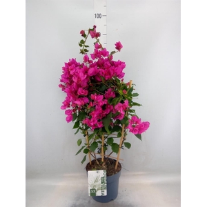 Bougainvillea  'Sanderiana'