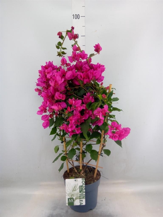 <h4>Bougainvillea  'Sanderiana'</h4>