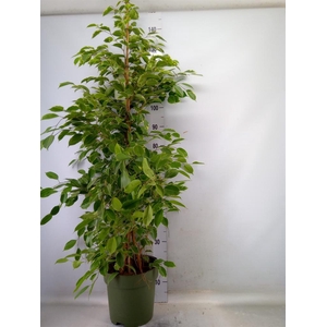 Ficus benja. 'Golden King'