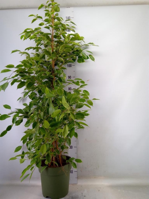 <h4>Ficus benja. 'Golden King'</h4>