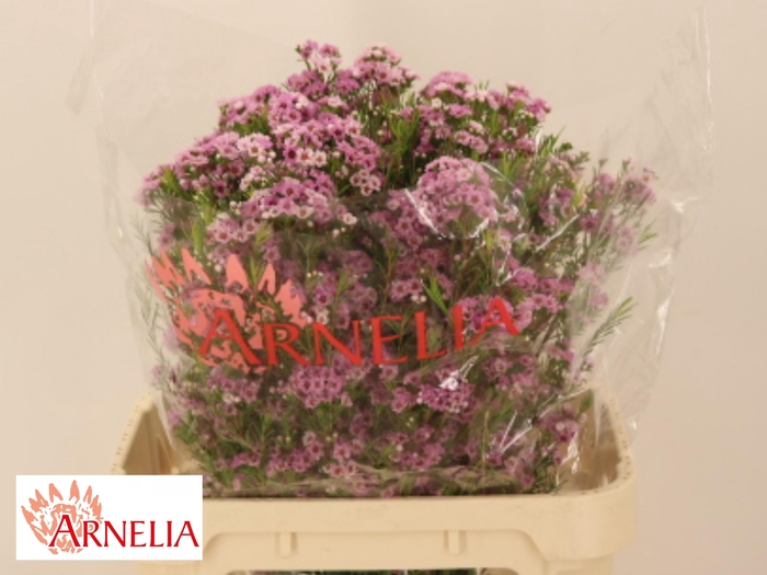 <h4>CHAME GISELLE</h4>