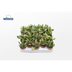 Crassula Hobbit-sunset