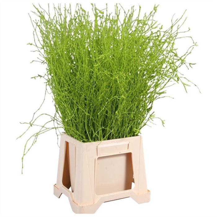 <h4>Berk Geverfd</h4>