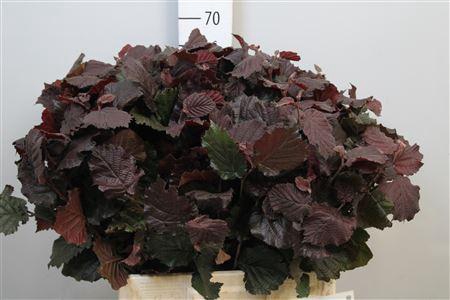 <h4>Coryl Av Roter Zelle</h4>