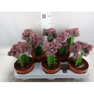 Euphorbia lactea